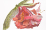 Amaryllisblüte