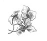 Hortensienblüte