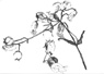 Leimkrautblüte