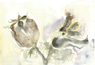 Umbrischer Samen 3 Aquarell